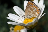 Le Collier-de-corail ou Argus brun (Lpidoptre - Lycaenidae - Aricia agestis)